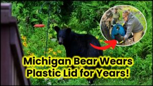 Michigan Bear Wears Plastic Lid