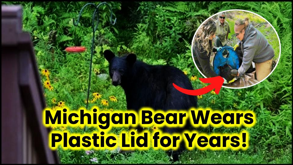 Michigan Bear Wears Plastic Lid for Years—Finally Freed 1 Michigan Bear Wears Plastic Lid